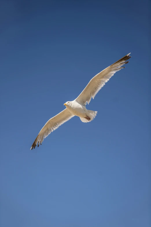 a white bird with an open wing flying in the sky