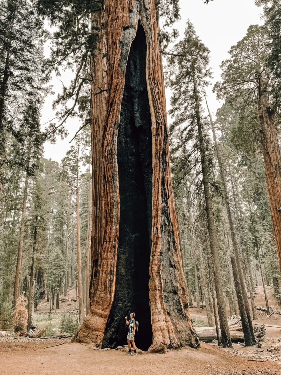 a man standing by a huge tree in a forest