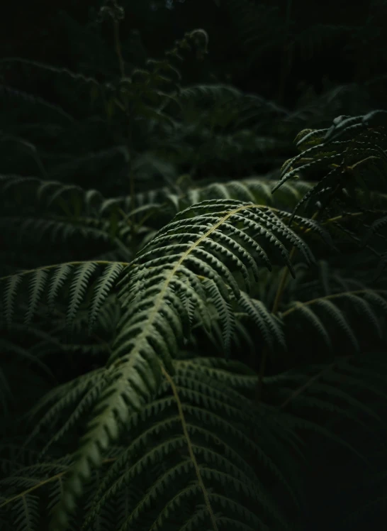 a fern leaf is shown with its green leaves