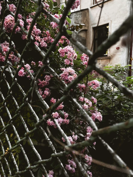 the pink flowers in the front yard are beautiful