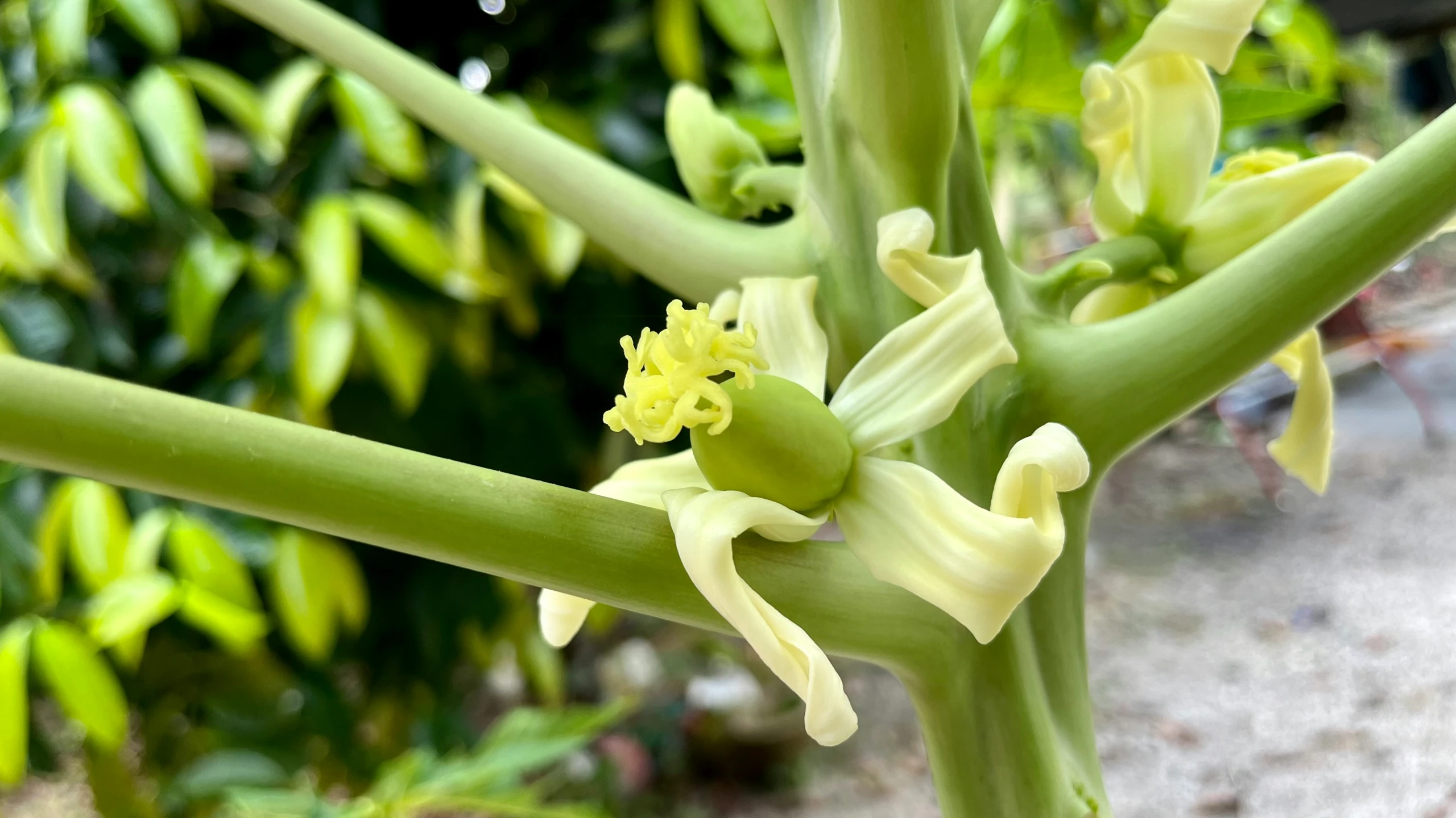 a close up image of a flower that looks like celery