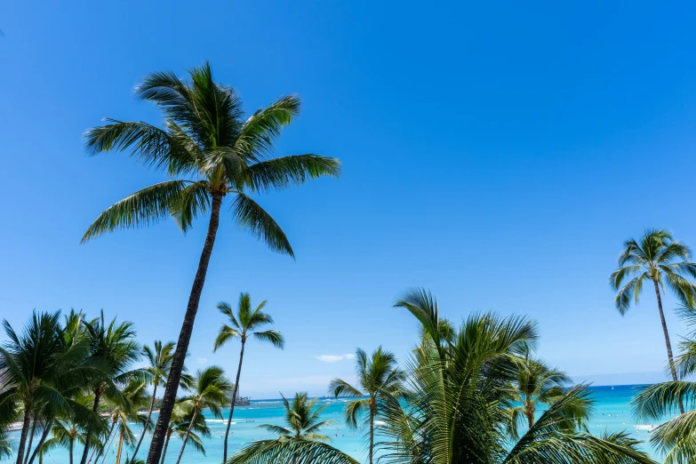 a blue sky and some palm trees by the beach