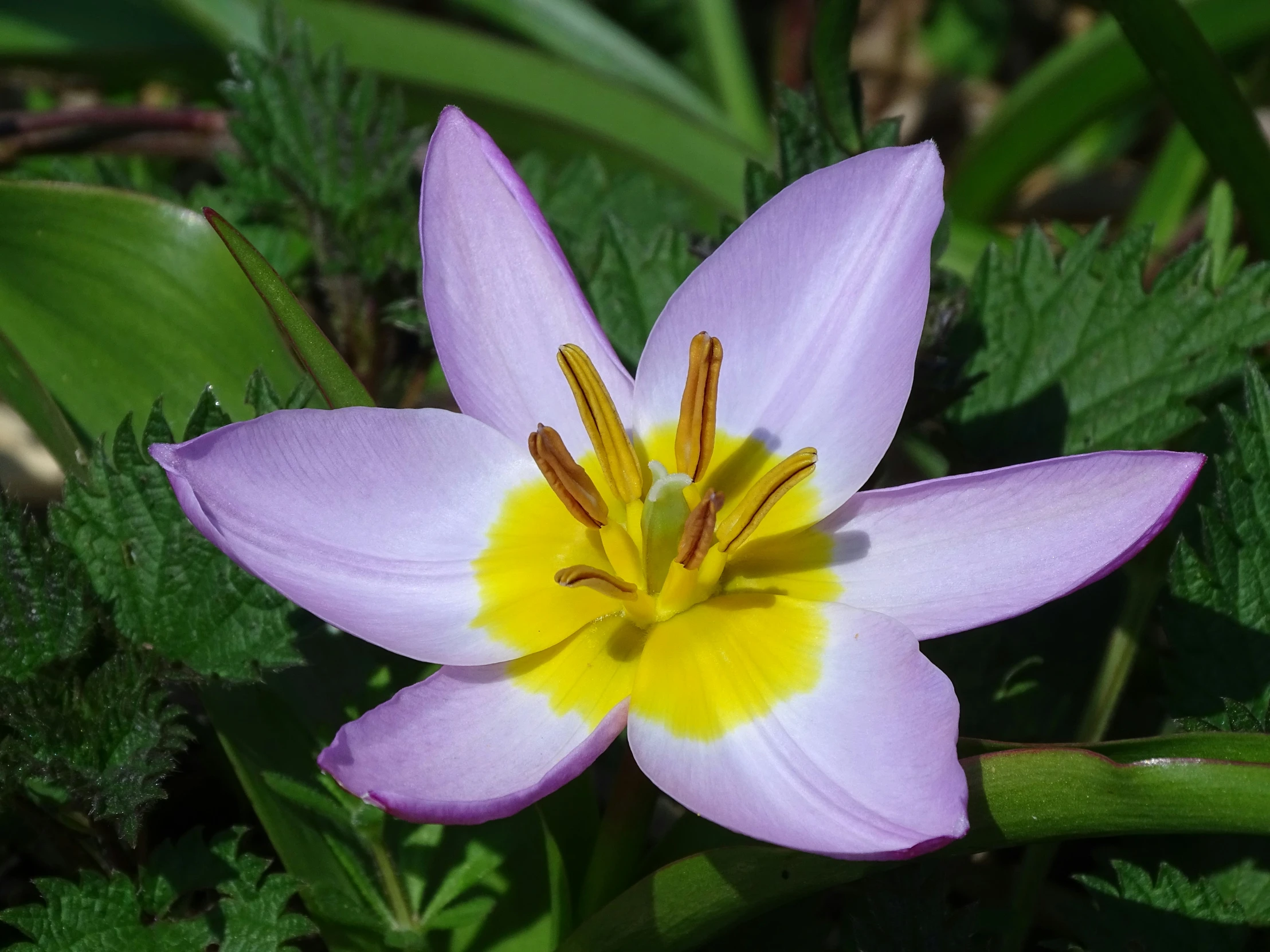 a flower that is blooming in the grass