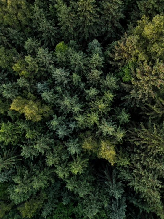aerial view from up of trees and leaves