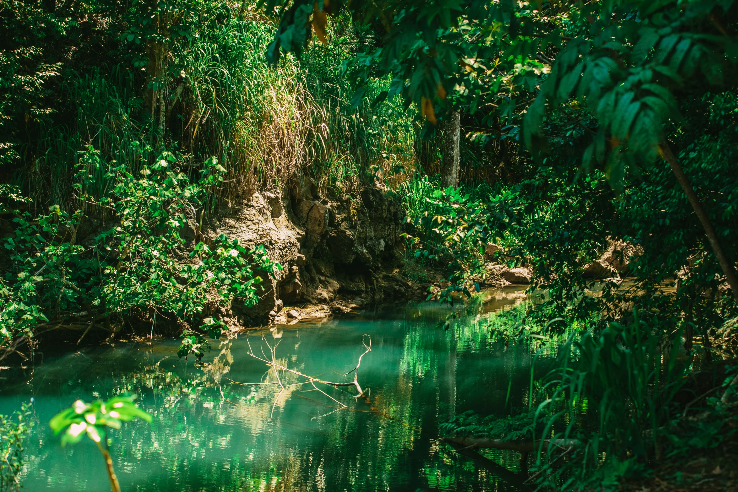 the green water is calm and full of plants