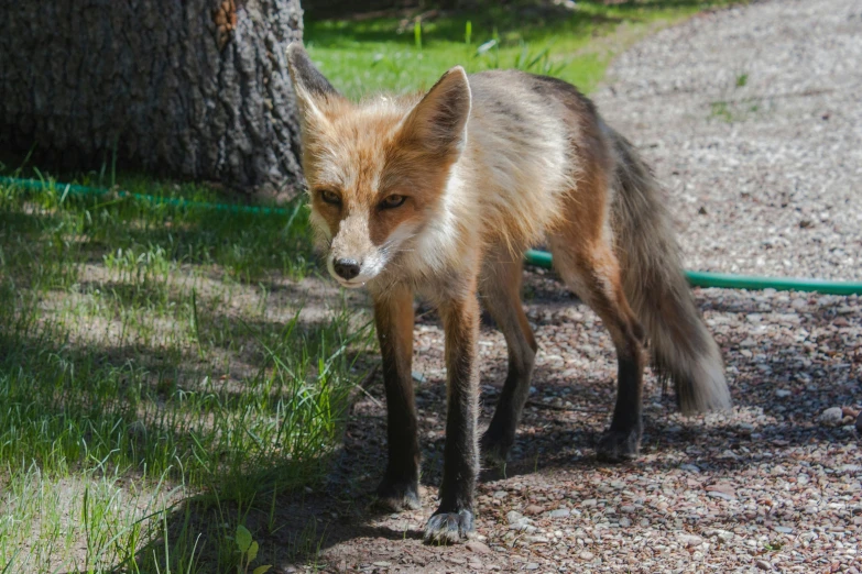 the little fox is on the rocks under a tree