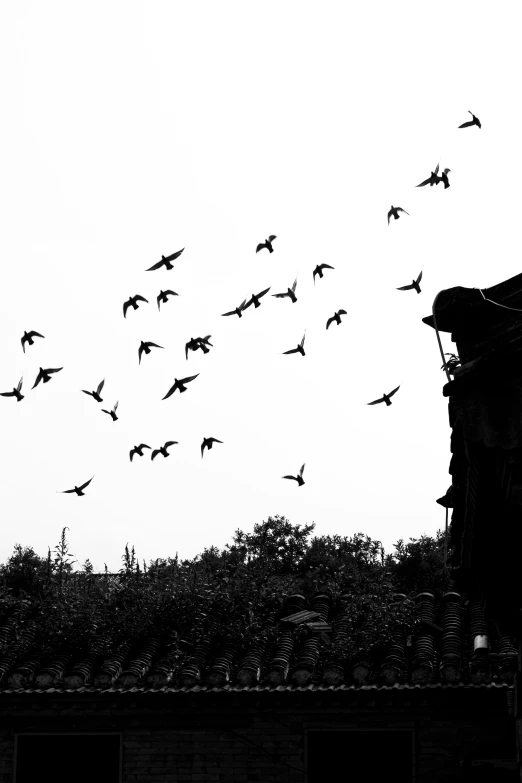 a flock of birds flying over the top of a building