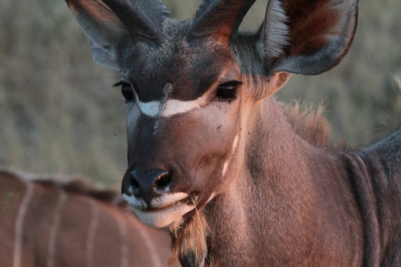 an antelope looks off to the side with his head turned towards the camera