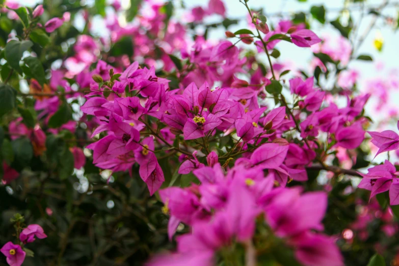 purple flowers all around the tree with green leaves