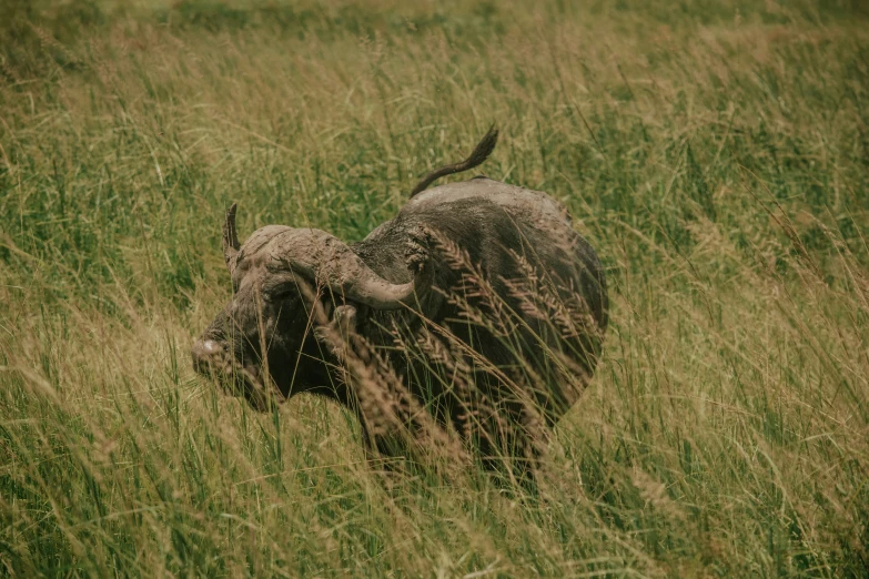 there is a boar that has fallen into the grass