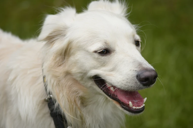 a white dog with its tongue hanging out