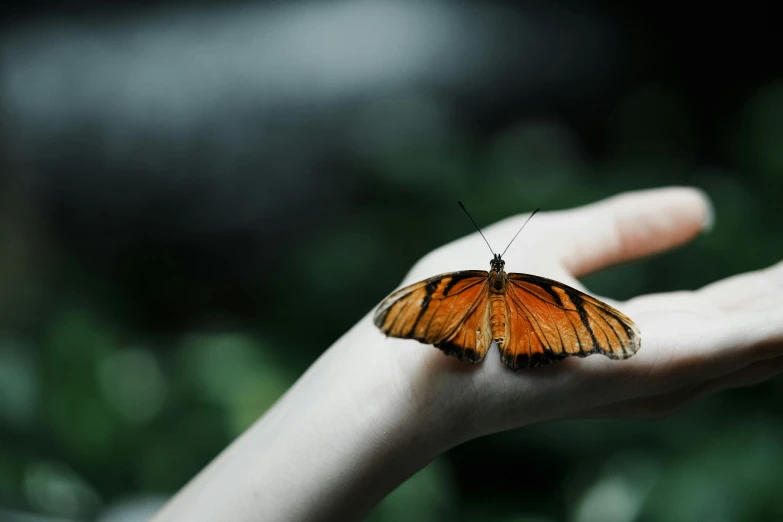 a erfly that is sitting on someone's hand