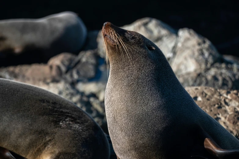 two sea lions stand near each other