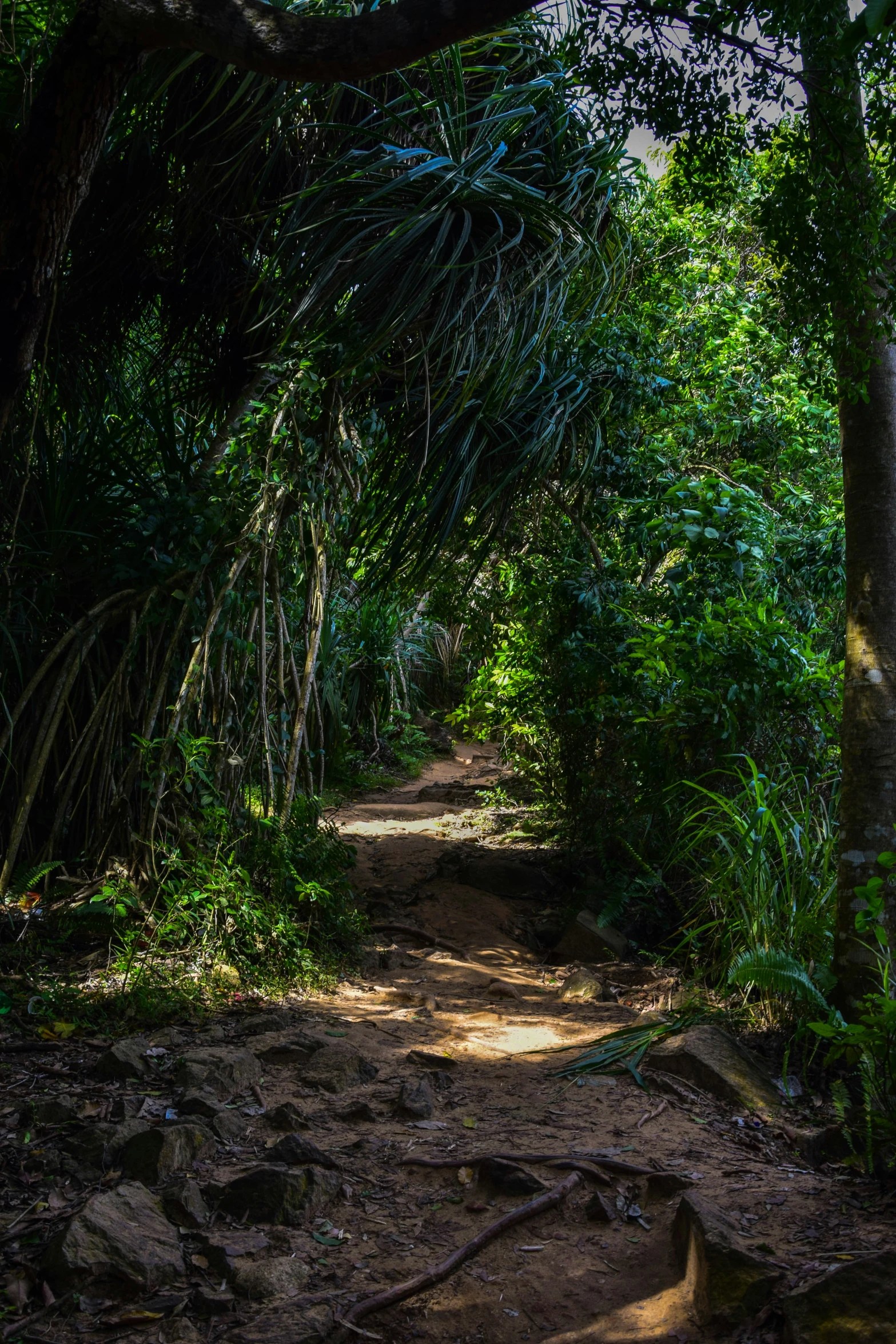 a path going through some very pretty trees