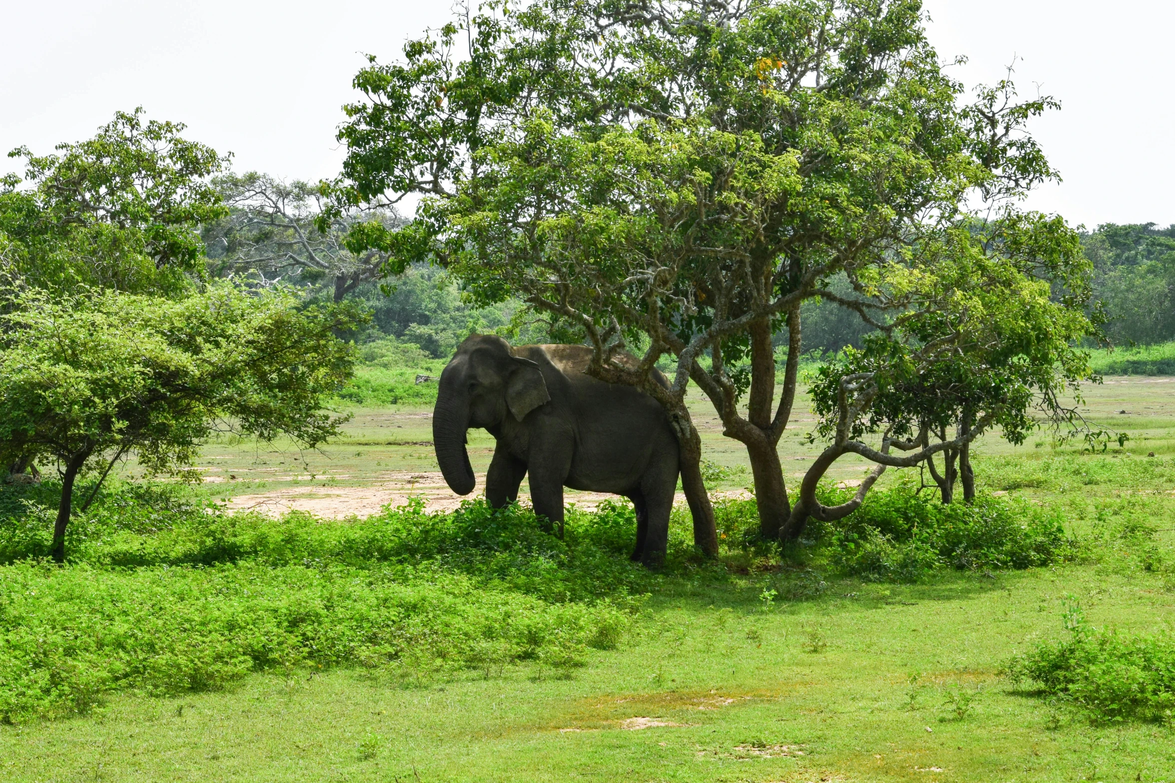 an elephant standing in the grass beneath a tree