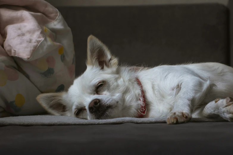 a small dog is sleeping on a gray couch