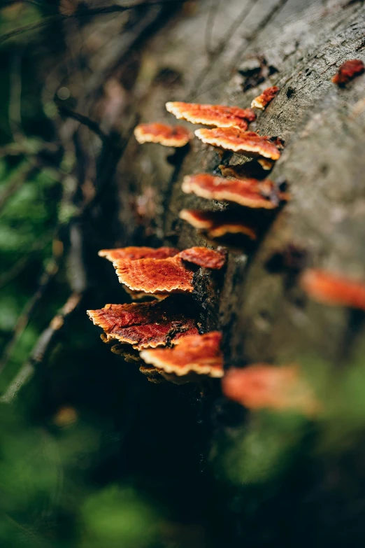 many small mushrooms grow on a tree stump