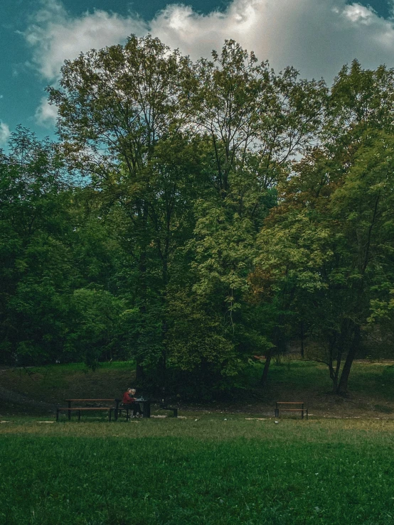 a lone tree in a park with a bench and a few people