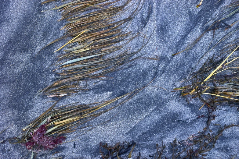 there is very little sand growing from the ocean