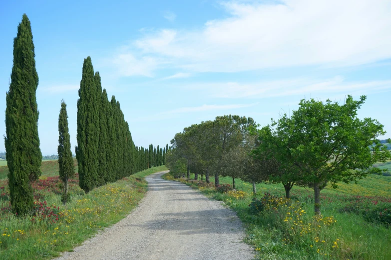 there are several trees along the side of this road