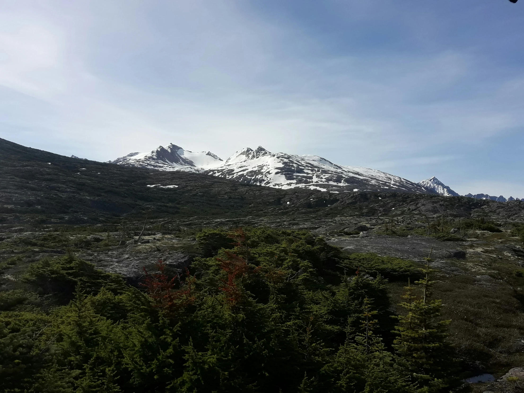 some snow capped mountains and trees with green plants