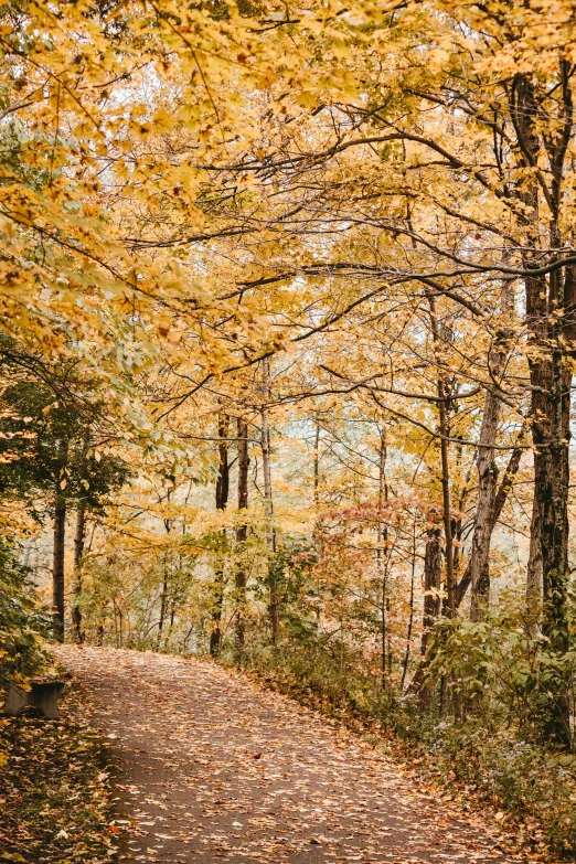 the pathway in the woods during fall colors