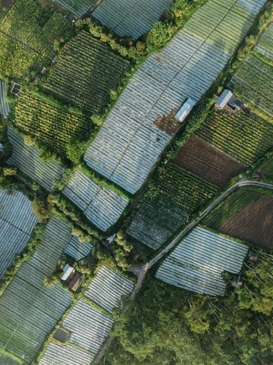 an aerial view of the green, leafy area