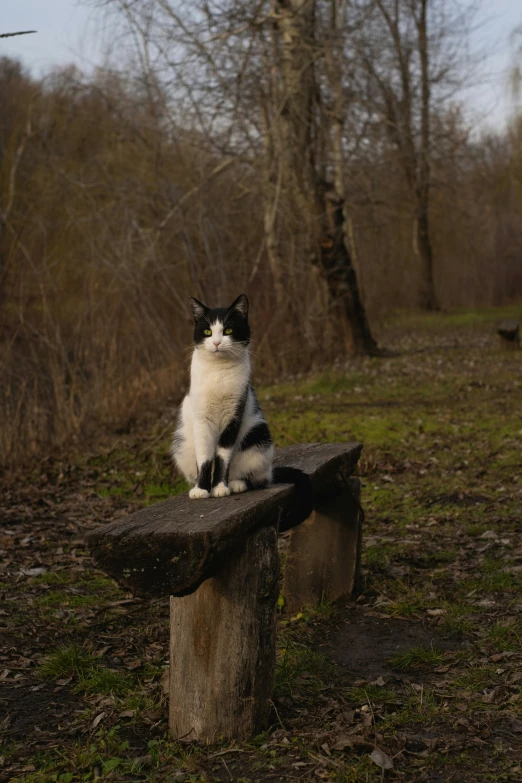 black and white cat on a bench with no one around