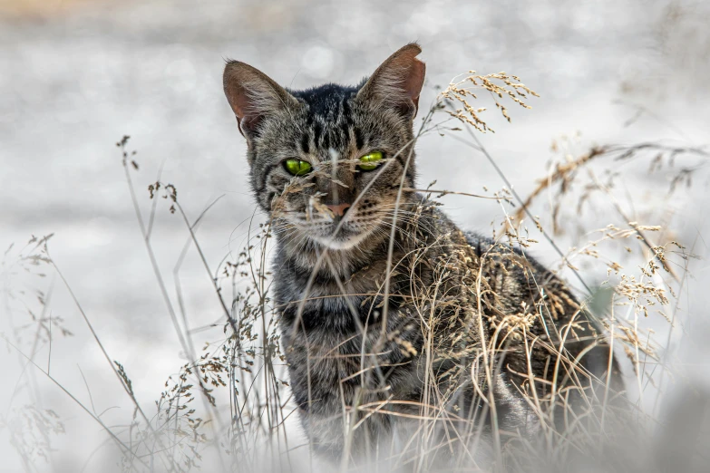 a close up of a cat in tall grass