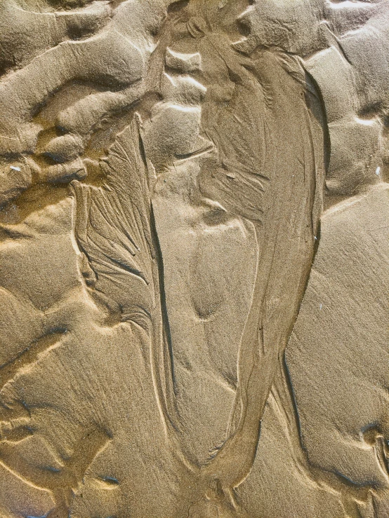 a fish in the sand on a beach