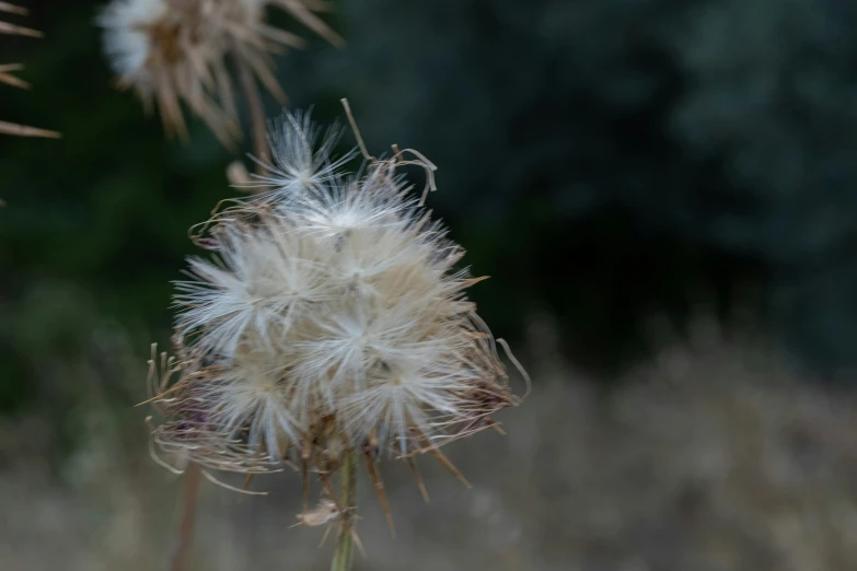 a white flower is in the foreground as a forest is in the background