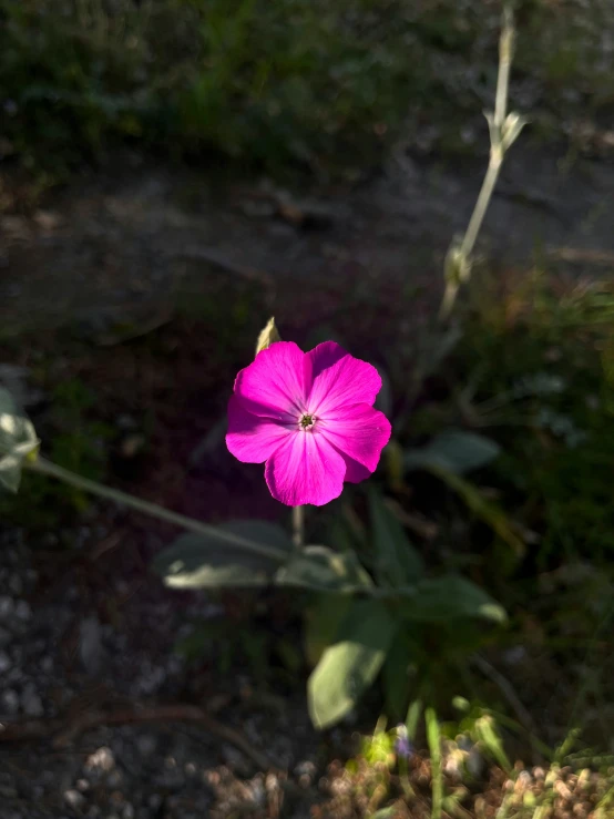 a bright pink flower in the sunlight