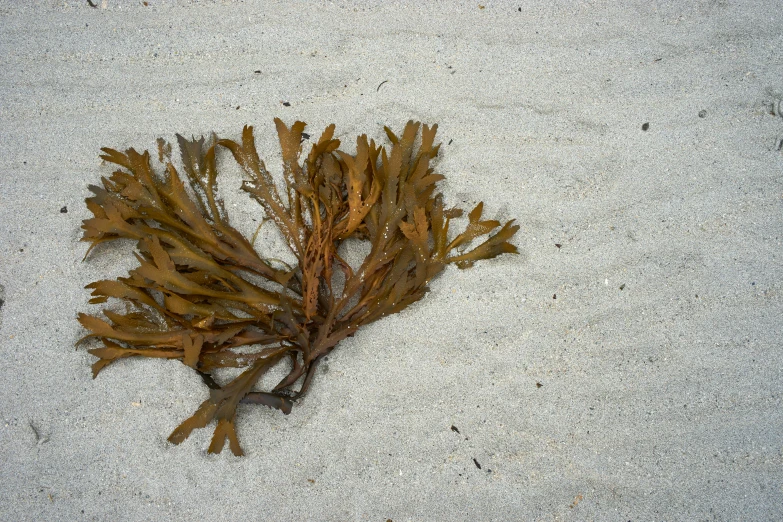 some seaweed sits on a sandy beach