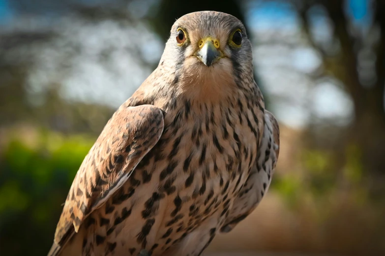 a close up of a bird on the ground