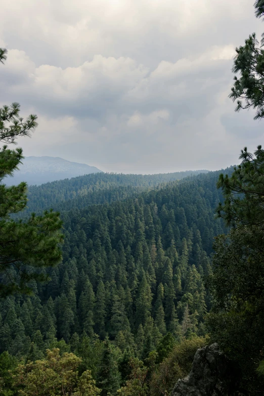 there is a view looking down on a hillside from a forested area