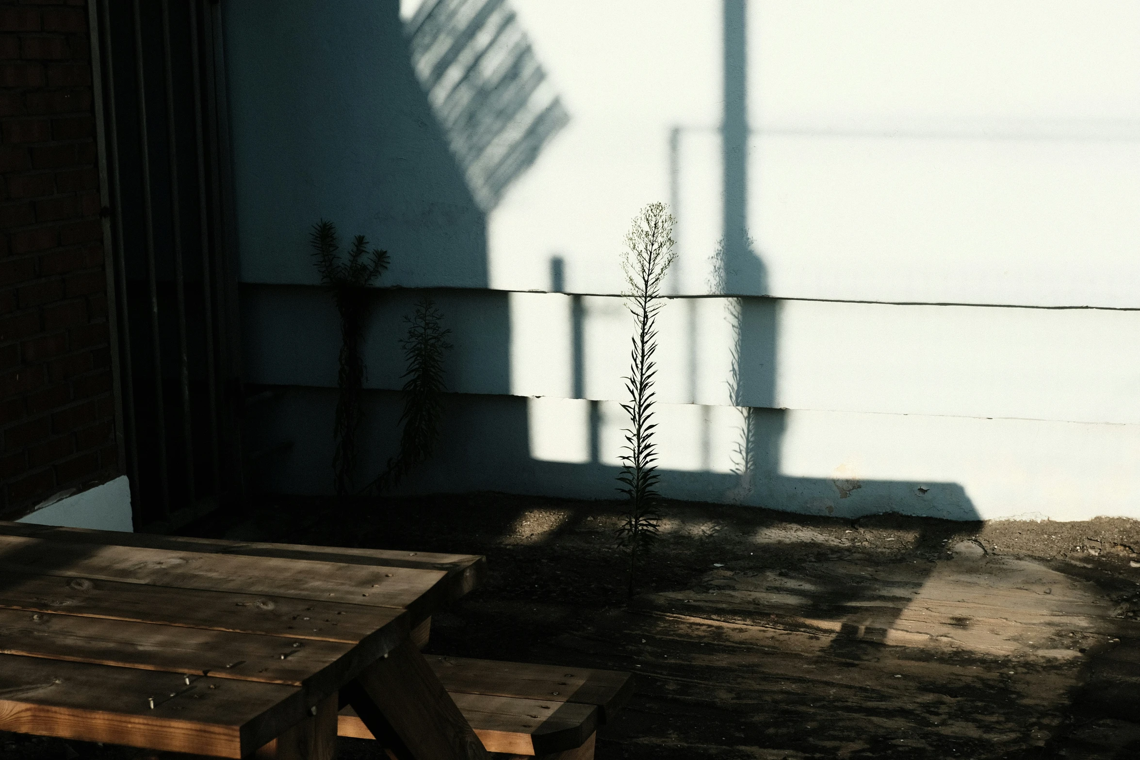 a small pine tree that is standing in front of a wall