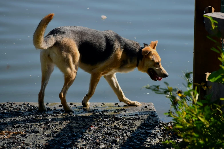 a dog is standing on the edge of the pier