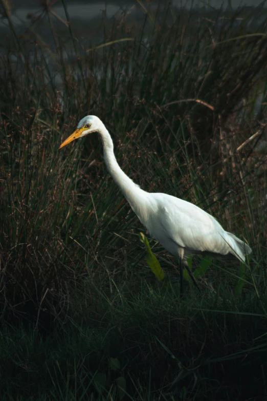 an egret is walking in the grass alone