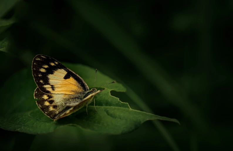 an animal with some brown and black patterns