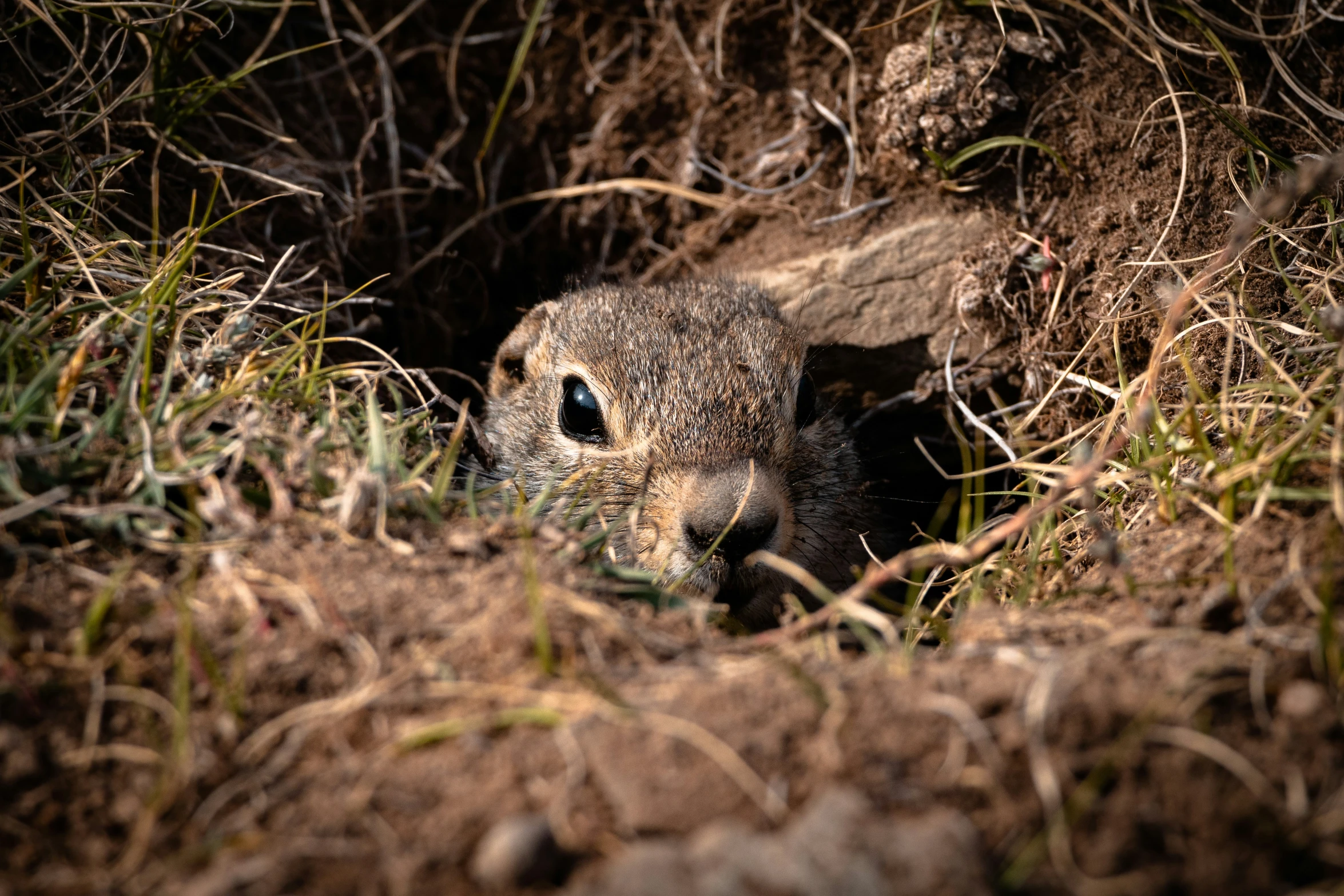 a baby animal in a hole of dirt