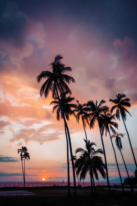 tropical sunset with palm trees and a distant island