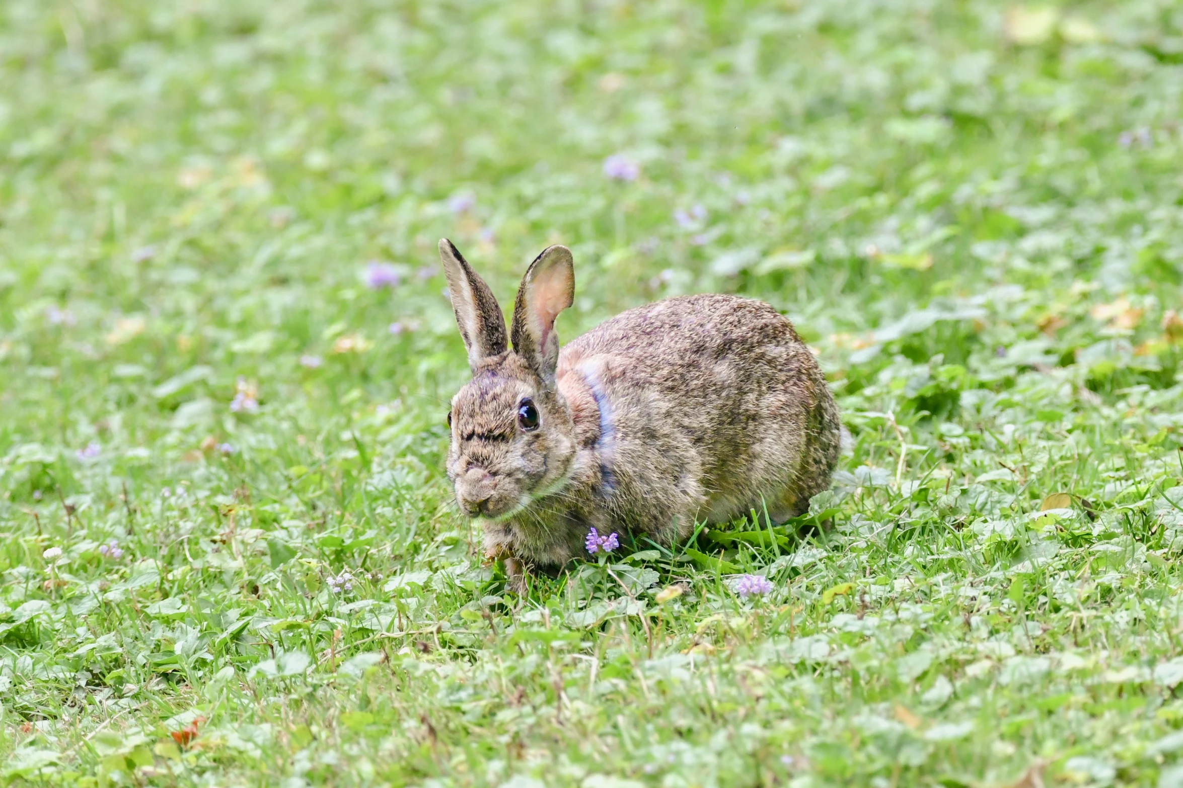 a rabbit is sitting on the grass alone