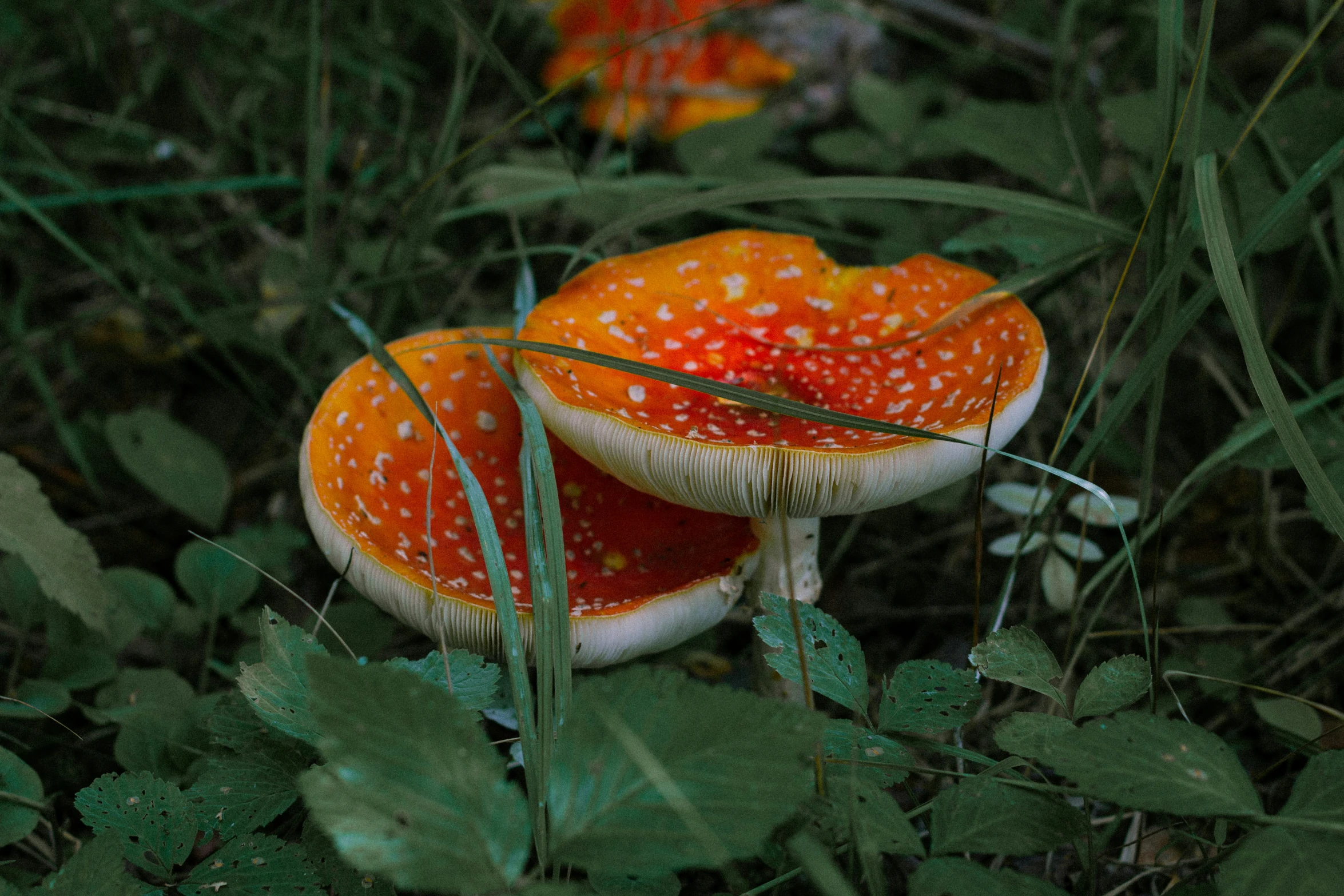 two large orange mushrooms in the grass