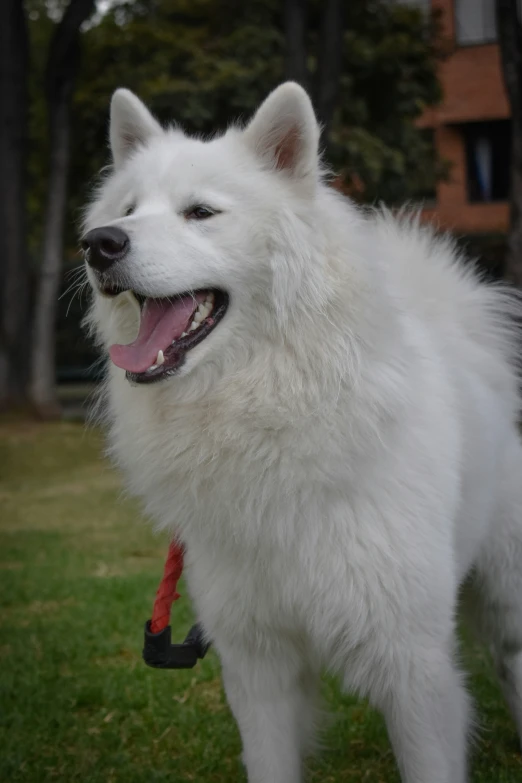 there is a white dog that has it's leash tied