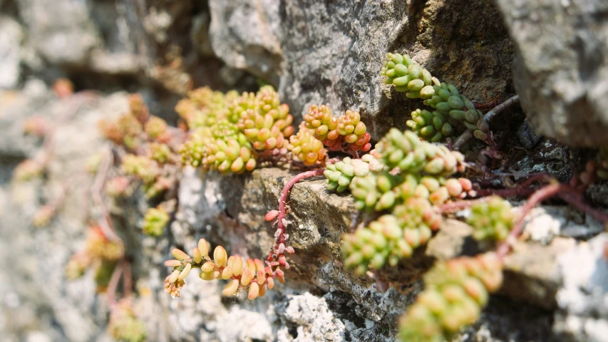 tiny green plants are growing in the rock wall