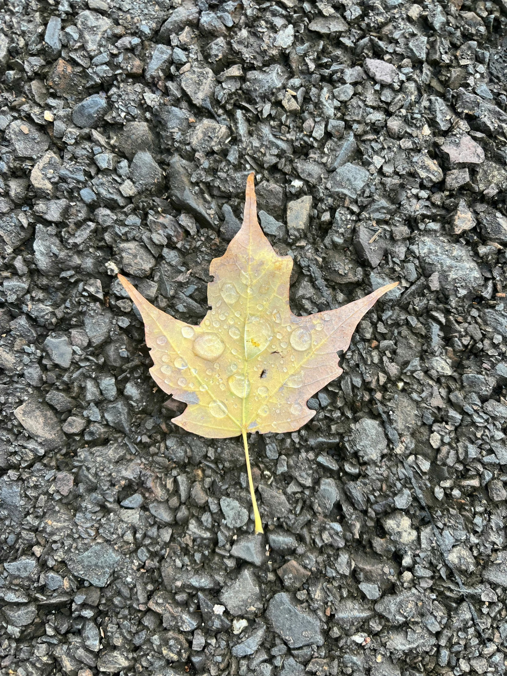 a lone leaf laying on the ground