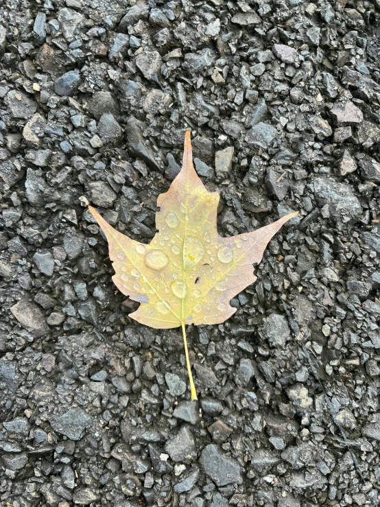 a lone leaf laying on the ground