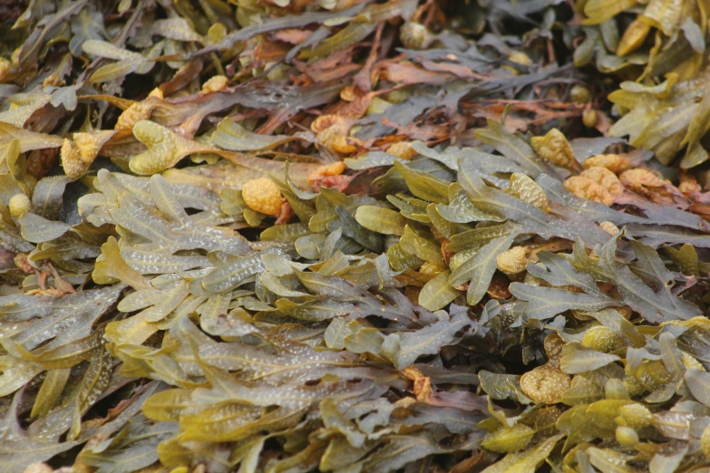 a large assortment of plants sitting on the ground