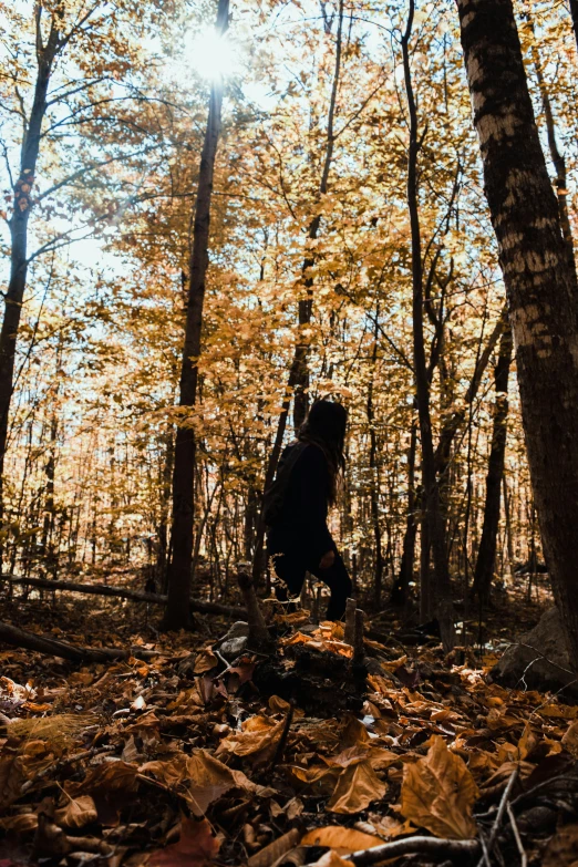 the sun shines through leaves in a forest