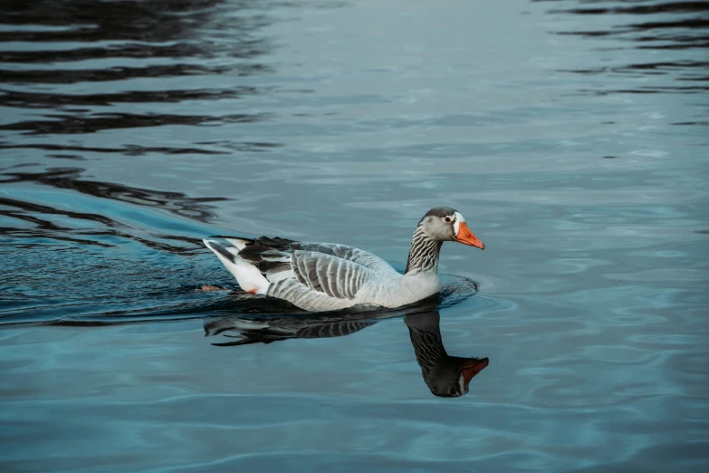 a bird floating on top of water next to trees